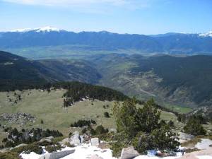 la cerdanya pi negre