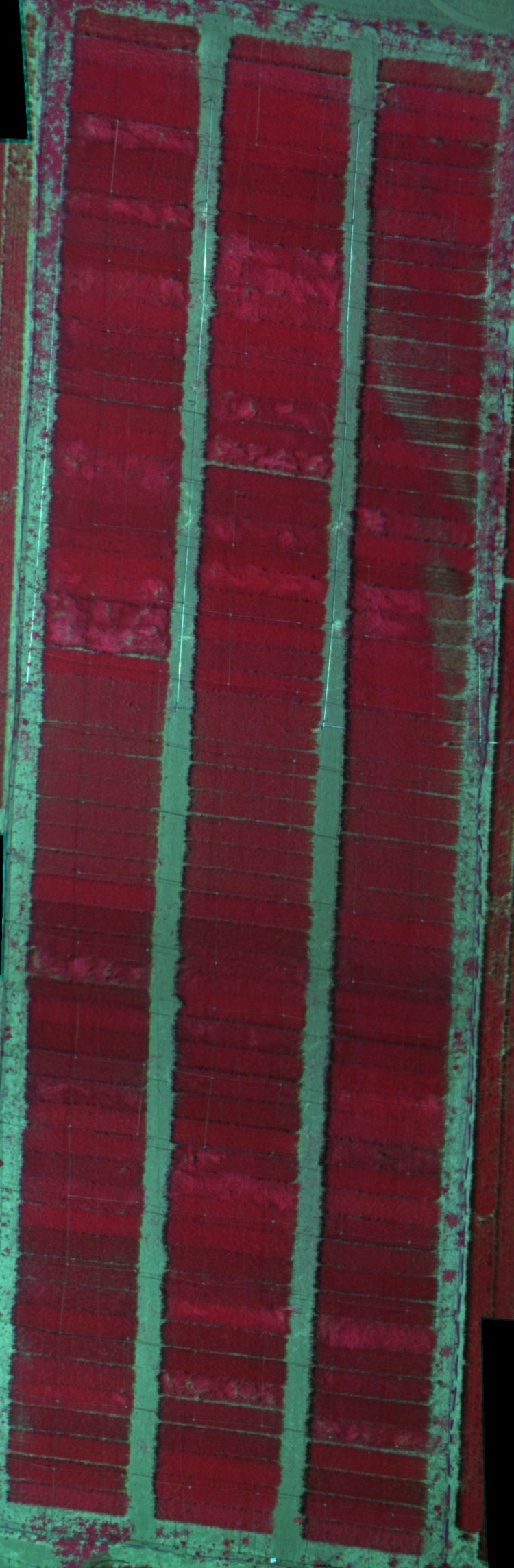 AranjuezTetracam_CIR_stitch